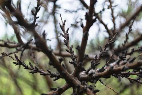 Close-up of dark buds on tree branches Stock Photos