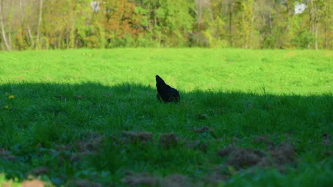 Close-Up of Dark Chicken Pecking in Mountain Meadow Stock Footage 320197595