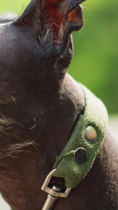 Close up of dark coated dog ear and head with detailed focus on texture sparse Stock Footage 342783275