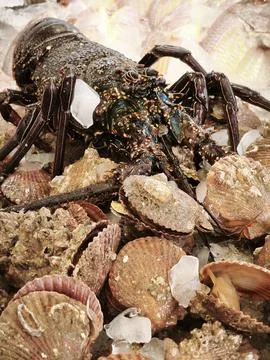 Close up of a dark colored langoustine with white patches, surrounded by beig Stock Photos