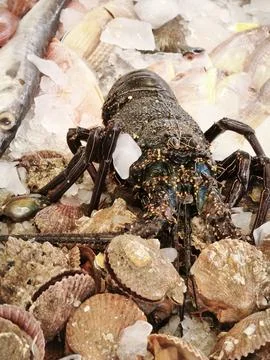 Close up of a dark colored langoustine with white patches, surrounded by beig Stock Photos