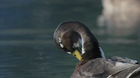 Close-Up of Dark Duck Preening Feathers on Calm Water Stock-Footage 342117868