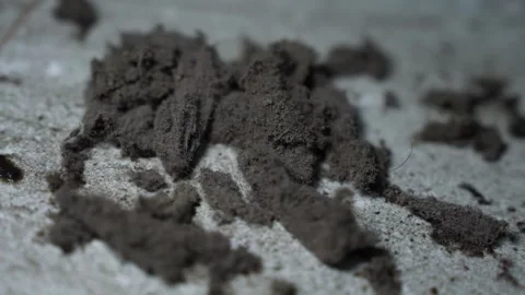 Close-up of dark dust and dirt clumps scattered on a light floor surface, s.. Vidéo 338319407