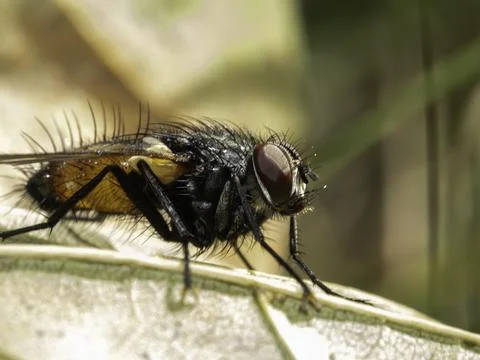 Close-up of a dark fly with large red eyes Stock Photos