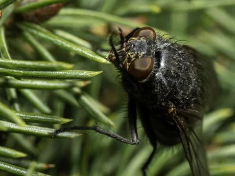Close-up of dark fly perched on green pine needles Stock Photos