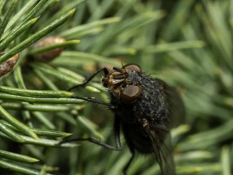 Close-up of dark fly perched on green pine needles Stock Photos