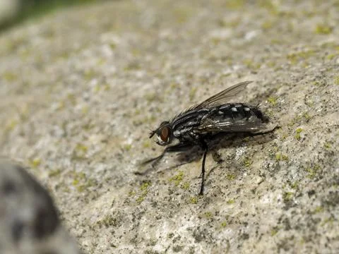 Close-up of a dark fly with red eyes Stock Photos