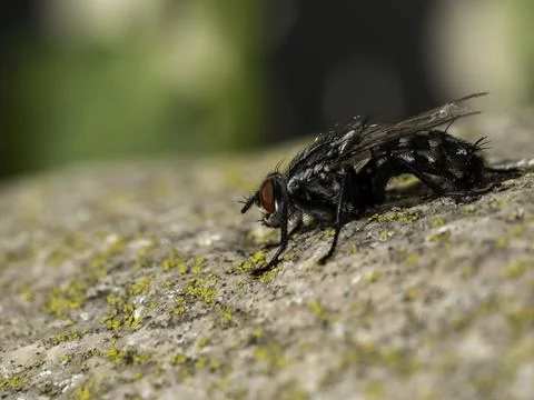 Close-up of a dark fly with red eyes Stock Photos