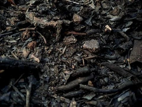 Close up of dark forest floor with twigs and soil. Stock Photos