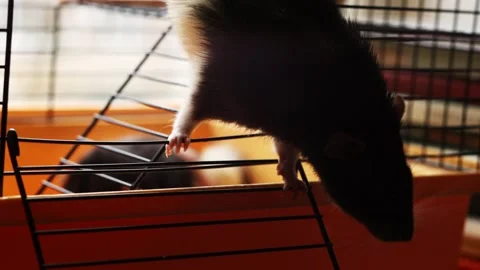 Close-up of a dark-furred rat exploring its cage with curiosity and agility Stock Footage 337172933
