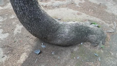 Close-up of a dark gray tree trunk bent at a sharp angle from ground. Stock Photos