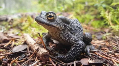 Close up from a dark green Common toad Stock Footage 68709577