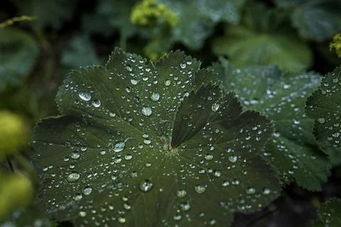 Close up of a dark green leaf covered with fresh morning dew drops Fotos de archivo