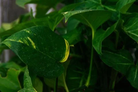 Close Up of Dark Green Leaf with Deep Ribbed Texture, Natural Geometric Pat.. Stock Photos