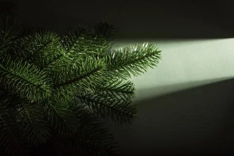 Close up of dark green pine branch with dramatic light and shadow on pastel.. Stock Photos