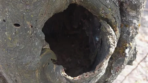 Close-up of a dark hollow in an old tree trunk. Macro view inside the tree .. Vídeos de archivo 333790853