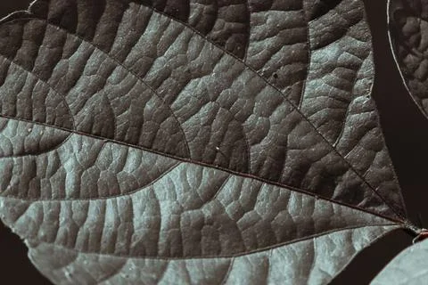 Close-up of a dark leaf and its texture in cool tones. Natural background. Stock Photos