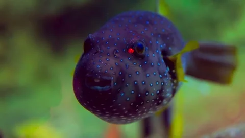 Close-up of a Dark-Purple, Blue-Spotted Pufferfish Underwater Stock Footage 301033182