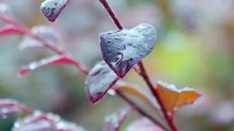Close up of dark purple leaves during a heavy rain shower in a garden Video stock 342276417