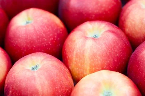 Close-up of a dark red apple between other apples Foto stock