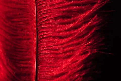 Close up dark red feather texture background pattern with copy space for text Stock Photos