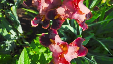 Close-up of dark red irises in a garden Video stock 321425997