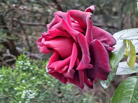 Close-up of a dark red rose in full bloom during spring, set against a soft.. Stock Photos