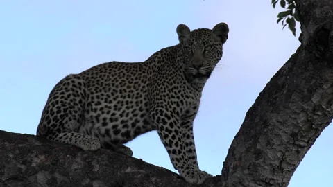 Close dark shot of lone leopard watching surroundings from tree branch Stock Footage 153628190