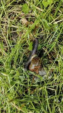 Close-up of a dark snail with a patterned shell crawling through wet green .. Stock Photos