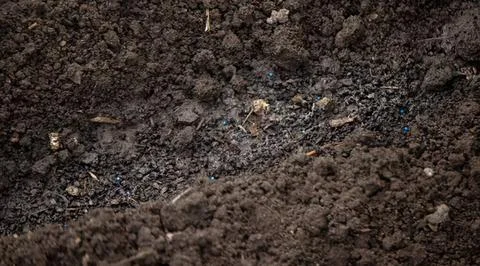 Close-up of dark soil with small plants and rocks Stock Photos