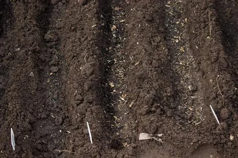 Close-up of dark soil with small rocks and roots Stock Photos