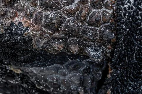 Close-up of dark textured bark on a tree trunk Stock Photos
