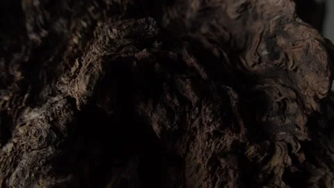 Close-Up of Dark, Textured Tree Trunk Stock Footage 292231202