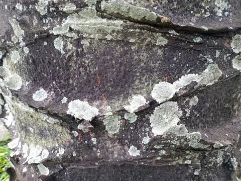 Close up of dark tree bark covered with pale green and white lichen patches.. Fotos de archivo