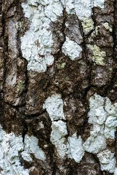 Close-Up of Dark Tree Bark with White and Green Lichen – Nature Texture Stock Photos
