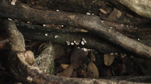Close-up of Dark Tree Roots Intertwined on Forest Floor Video stock 335436179