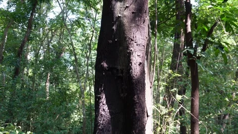 Close up of dark tree trunk with textured bark Vídeo Stock 329389048