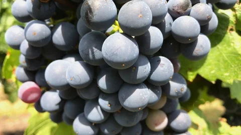 Close-up of dark vine grape with bloom in bunch growing at vineyard Stock Footage 93696112