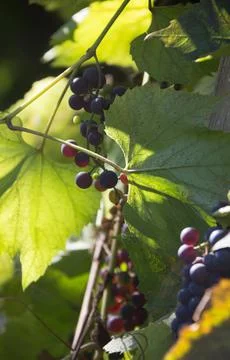 Close up dark violet grape bunch in the sun Stock Illustration