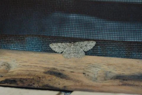 Close-up of a dash-lined looper (Protoboarmia porcelaria) bitterly perched on a Stock Photos