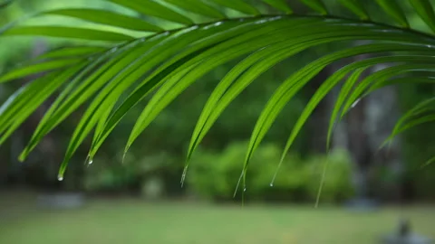 Close-up of date palm leaf with raindrops flowing down it. Experience Asia's Stock Footage 267694529