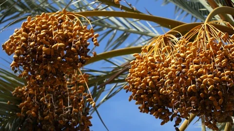 Close up of date palm tree in Morocco Stockbeeldmateriaal 111200840