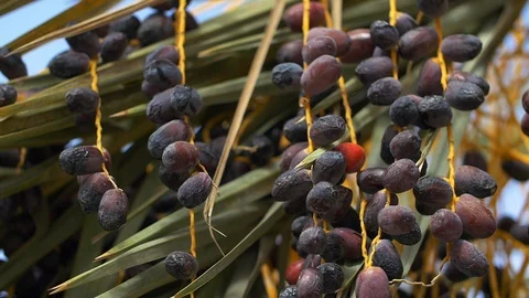 Close up of date palm tree in Morocco Stockbeeldmateriaal 111200931