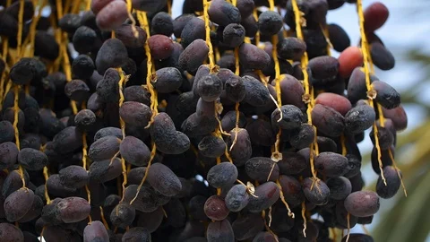 Close up of date palm tree in Morocco Stockbeeldmateriaal 111200962