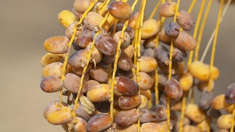 Close up of date palm tree in Morocco Stockbeeldmateriaal 111209660