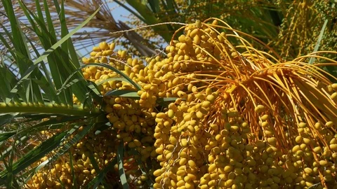 Close up of dates on date palm tree Stock-Footage 71178730