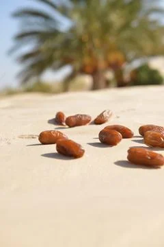 Close-Up of Dates on Desert Sand Stock Photos