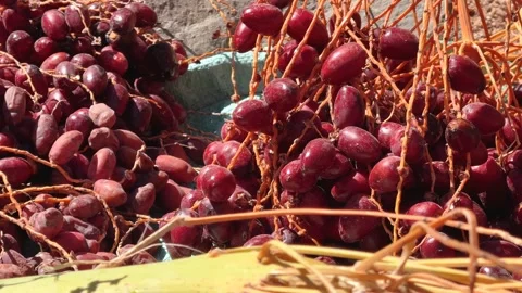 Close up of dates drying under strong desert sun Stock Footage 341452014