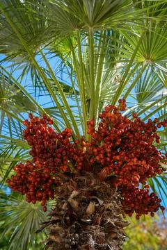Close-Up of Dates on Palm Tree Stock Photos