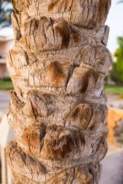 Close up of a dates palm's bark. Texture palm. Stock Photos